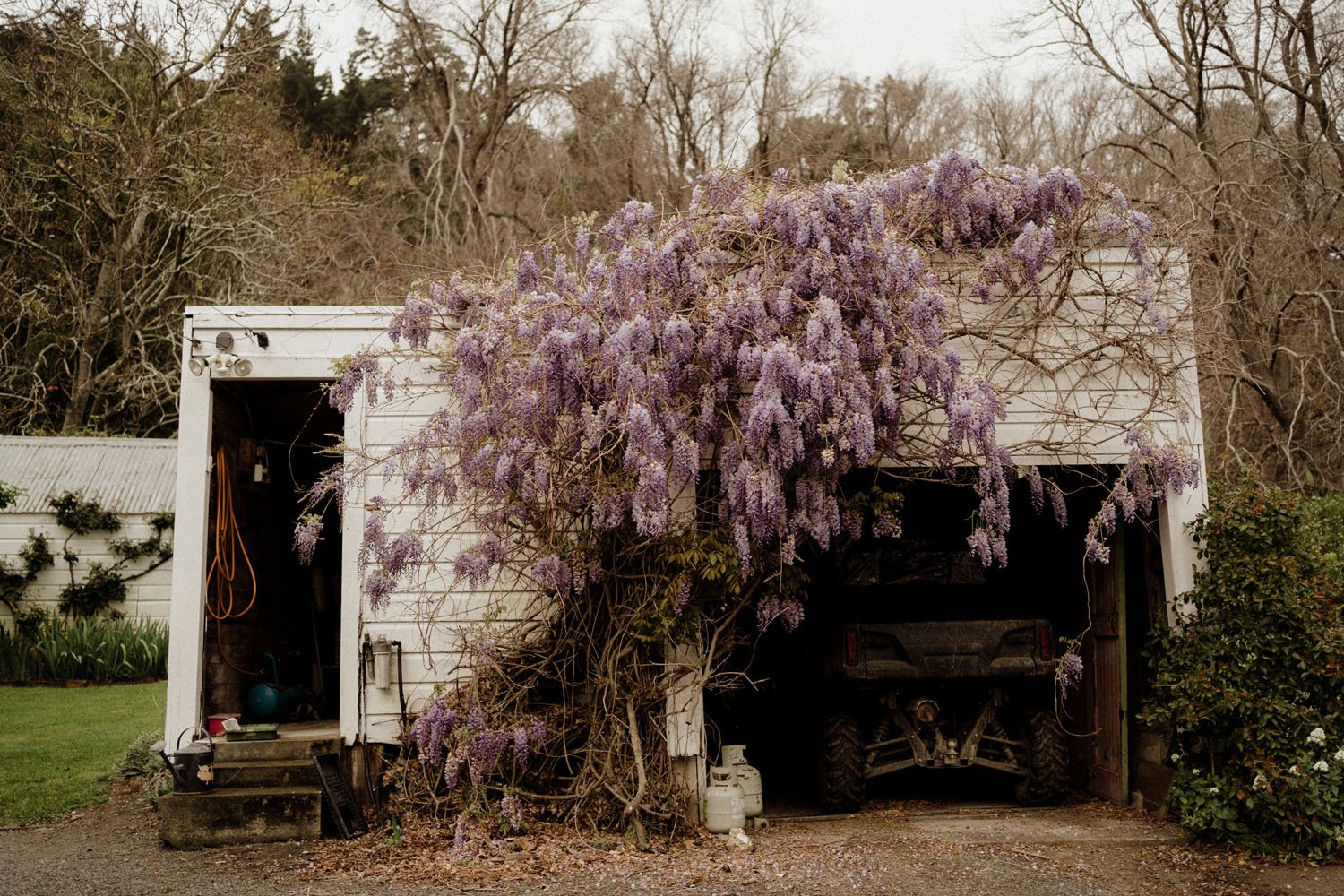 Wisteria
