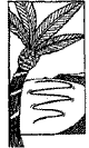 clifton-cafe-logo.gif